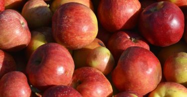 Noble Cider's Greenhouse