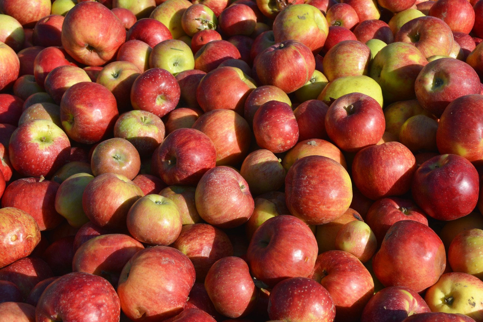 Noble Cider's Greenhouse