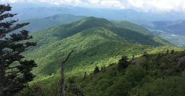 Conservation Corner: Yellow Spot