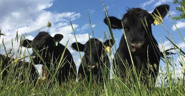 Foothills Farm Tour Celebrates All Things Homegrown