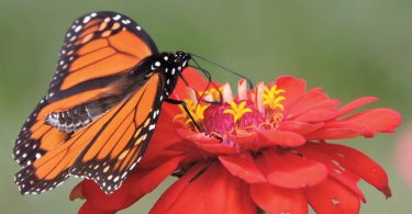 pollination month monarch on a zinnia