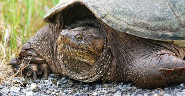 Nesting Season for Snapping Turtles
