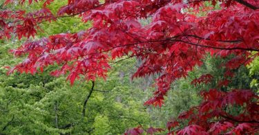 Nichols Nursery Hosts Mr. Maple Festival May 27