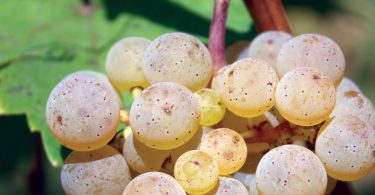 Riesling: It’s Not All Sweet
