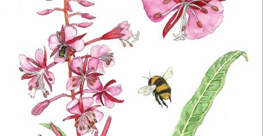 Fireweed. Anne Holmes, illustrator