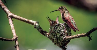 Spotting the Remarkable Hummingbird Nest