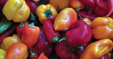 Fall Gardening Series