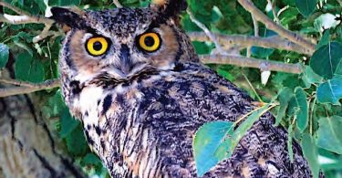 The Wild Truth: Fourth Fear