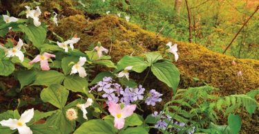 New Field Guide Simplifies Wildflower Identification