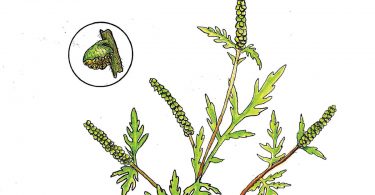 Ragweed. Anne Holmes, illustrator