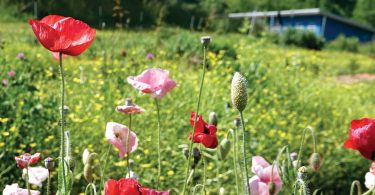 ASAP Announces Photo Contest Winners