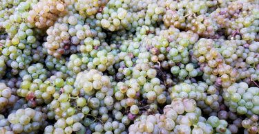 Riesling: An Underrated Wine