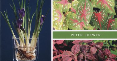 Hydroponics for Houseplants