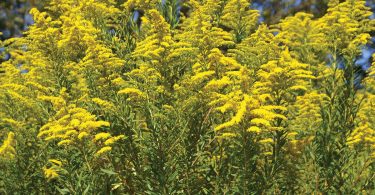 Goldenrod is Summer’s Gold