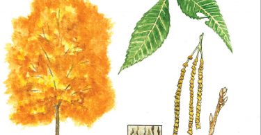Pignut Hickory. Anne Holmes, illustrator