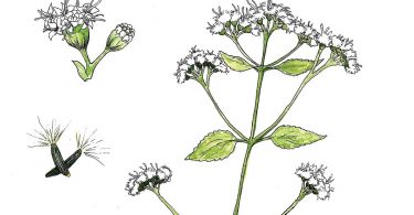 White Snakeroot. Anne Holmes, illustrator