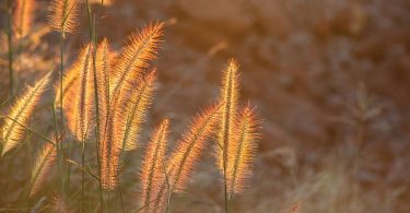 Update Your Landscape with Ornamental Grasses