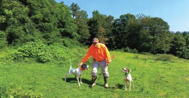 Quail Hunting Expeditions in Mills River