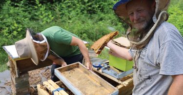 Getting to Know Bees