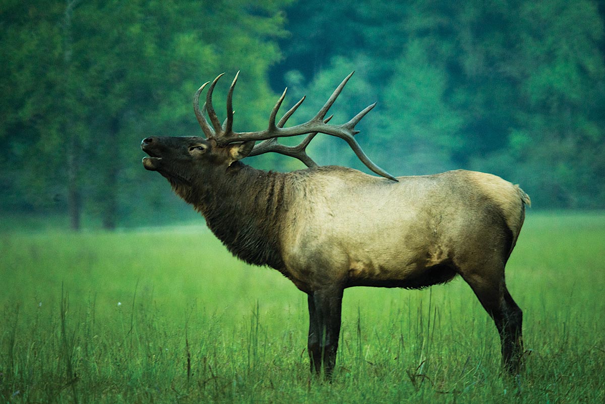 photo of elk Photo by Steve Yocom Photography