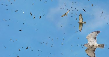 Hawk Migration: A Fall Phenomenon