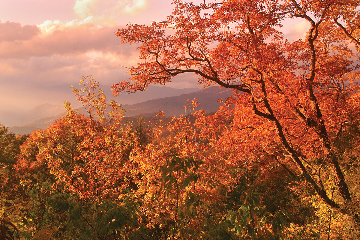 Fall colors in the blue ridge mountains, very orange