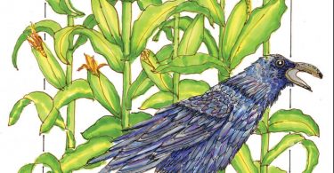 Stephanie Sipp, illustrator