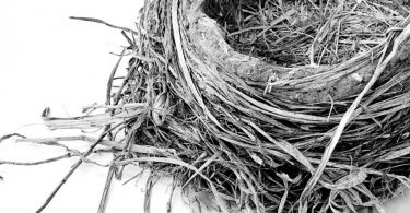 Songbirds and Stray Dogs