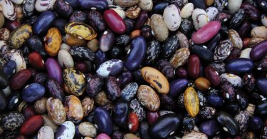 Utopian Seed Project