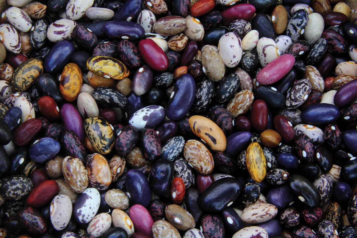 Utopian Seed Project