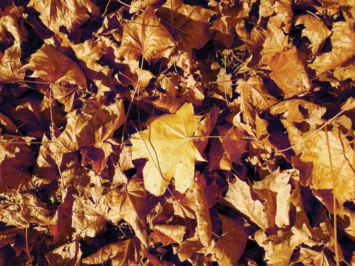 Give Yourself a Break and Leave the Leaves