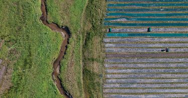 Rolling up Rows of Mulch Fabric, Erastus, North Carolina. Alex S. MacLean, artist