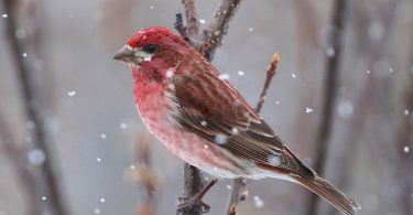 Purple Finch