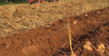 The Potato Project