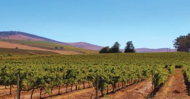 The Grapevine: The Effects of Climate Change on Wine