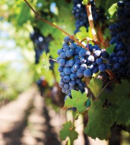 Spice It Up With Carménère