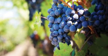 Spice It Up With Carménère