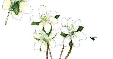 In Bloom: Hepatica
