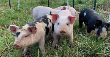 Eat Your View: The Global Food Web— Is it a Bad Thing?