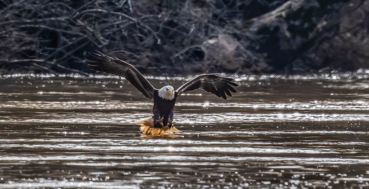 The Wild Truth: Bald Eagles Increasingly Call Our Mountains Home