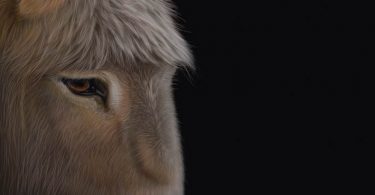 Book Feature: The Donkey Elegies