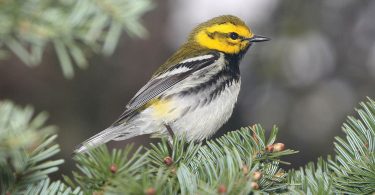 Compleat Naturalist