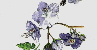 In Bloom: Fernleaf Phacelia