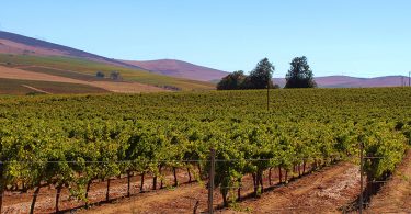 The Grapevine: Rekindling a Love Affair with Côtes du Rhône