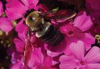 Pollinator Celebration 2020