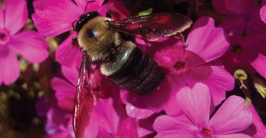 Pollinator Celebration 2020