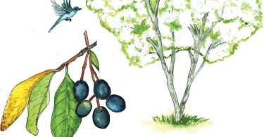 In Bloom: Fringe Tree