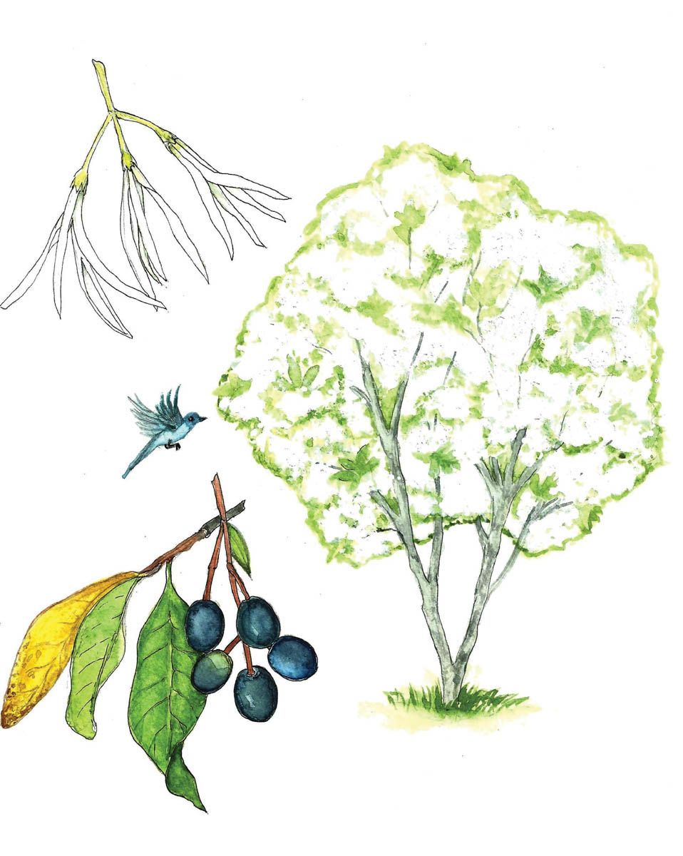 In Bloom: Fringe Tree