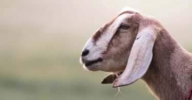 Wild Heart Farm & Sanctuary