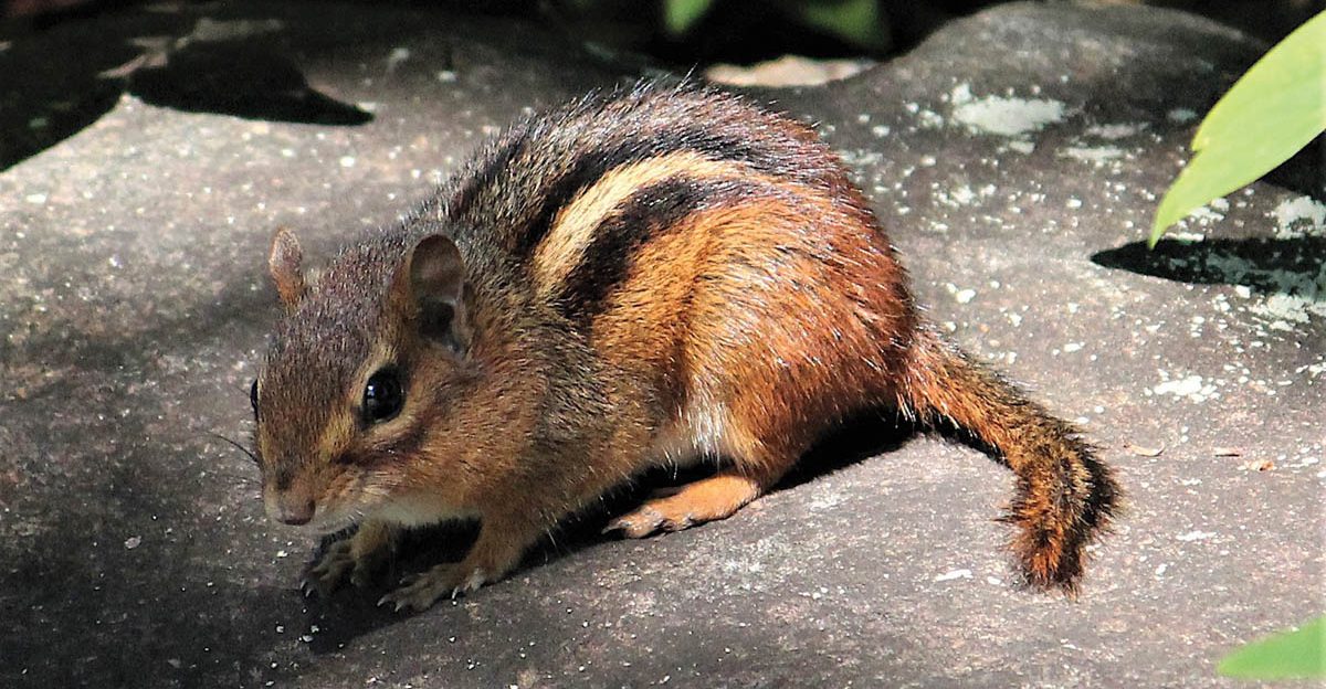 How to Trap Chipmunks, Trapping Chipmunks